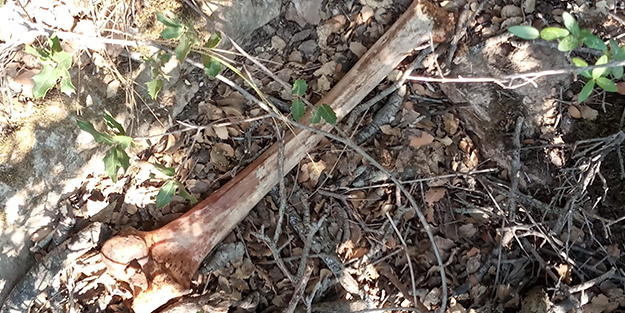 Dehşete düşüren görüntü! 5 ay önce kaybolan gencin kemikleri bulundu