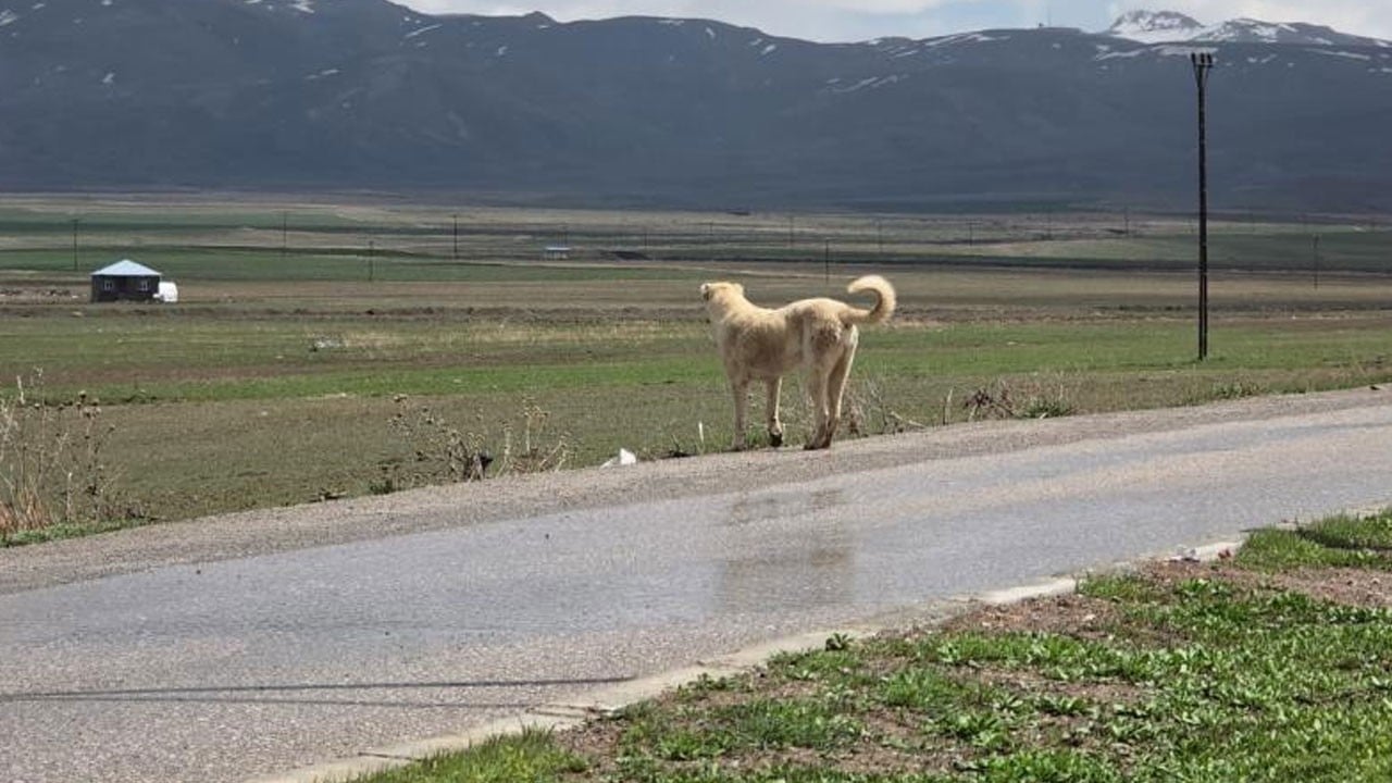 Dehşete düşüren görüntü! Sokak köpeği 5 yaşındaki Hamza'yı böyle katletti