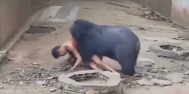 Dehşete düşüren görüntüler! Kafese giren adam ayıya yem oldu