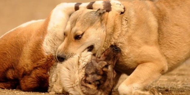 Dehşete düşüren hayatta kalma mücadelesi