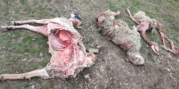 Dehşete düşüren manzara! Başıboş sokak köpekleri otlayan koyunları parçaladı