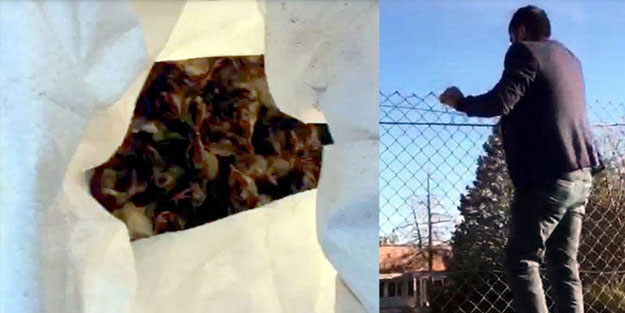 Dehşete düşüren olay! Civcivleri canlı canlı sokak köpeklerine yedirmişler
