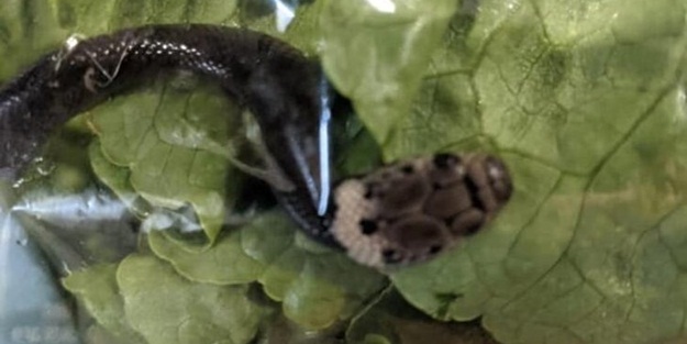 Dehşete düşüren olay! Marketten aldığı marulun içinden çıktı