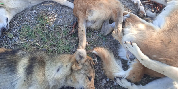Dehşete düşüren olay! Yan yana dizilmiş köpekler ölü halde bulundu