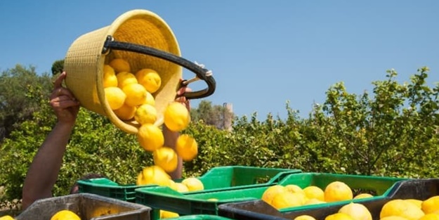 Deizmi önlersek limonun tanesi 5 TL olur