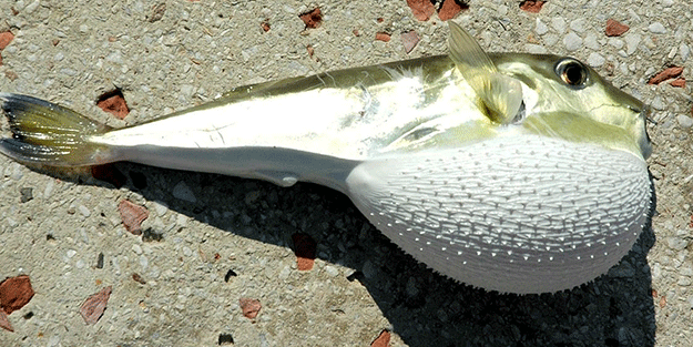 Dekan ‘dünyanın en zehirlisi’ diyerek uyardı