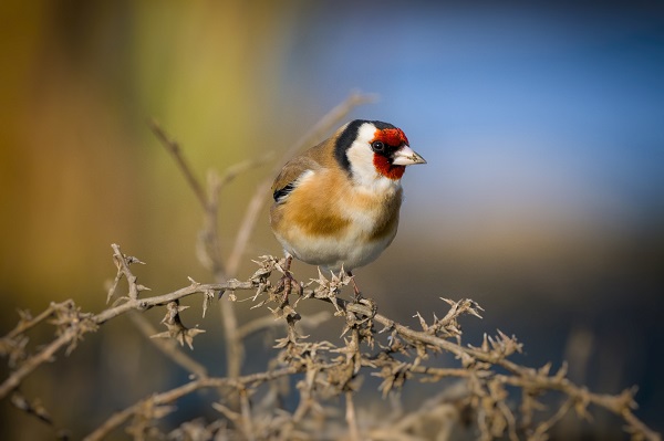 Deltada kışlayan göçmenler objektiflere takıldı