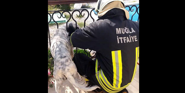 Demir korkuluklara sıkışan köpek kurtarıldı