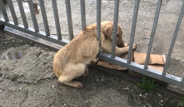 Demir parmaklıklara sıkışan köpeği trafik ekipleri kurtardı 
