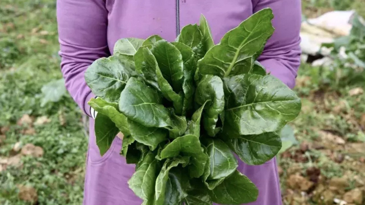 Demir ve C vitamini depolarını zirveye taşıyor! Bu sebze her derde deva! Ne işe yarar?