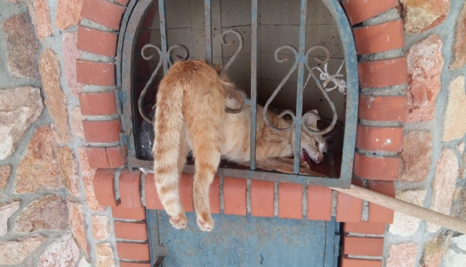 Demirlere sıkışan kedi kurtarıldı