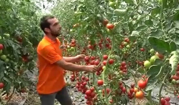 Deneme amacıyla yetiştirildi! Bu domatesler hastalığa yakalanmıyor