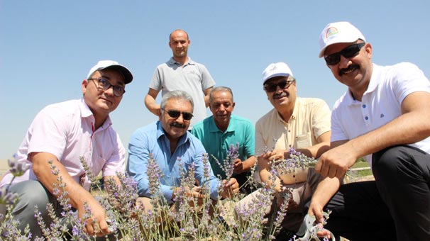 Deneme amaçlı ekilen lavanta yüz güldürdü