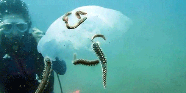 Deniz anası popülasyonu azaldı! Bakın nasıl yaptılar