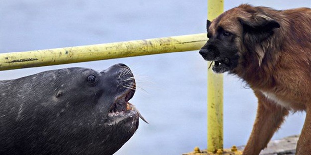 Deniz aslanı ve köpek karşı karşıya geldi!