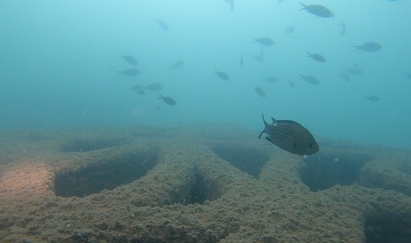 Deniz canlıları için çok önemli! Sadece bir yılda bu hale geldi
