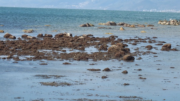 Deniz çekildi! Tam 2500 yıl sonra ortaya çıktı