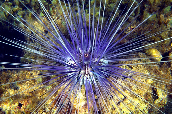 Deniz ekosisteminin en özel türü: Deniz kestaneleri