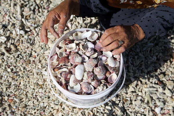 Deniz kabukları burada sanata dönüşüyor