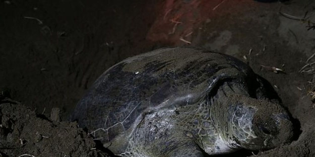 Deniz kaplumbağaları Doğu Akdeniz sahillerine yumurta bırakmaya başladı