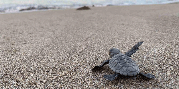 Deniz kaplumbağaları için önlemler artıyor: 25 sahilde gece yasağı