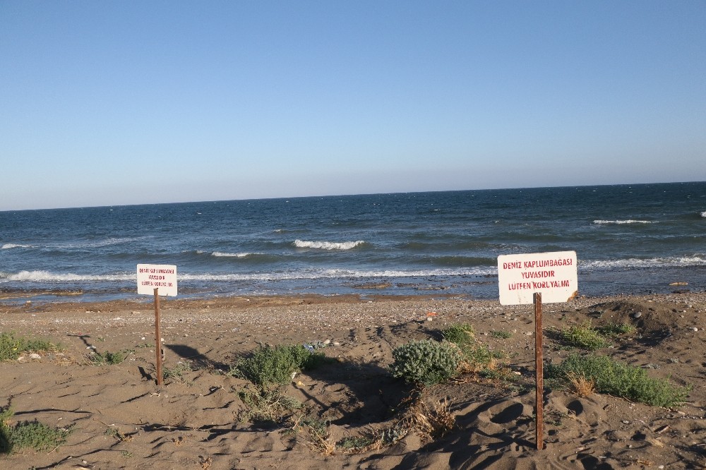 Deniz kaplumbağaları Mersin sahillerine yumurta bırakmaya başladı 