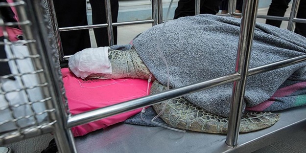 Tayland'da karnından çıkan bozuk paralar şaşırttı!