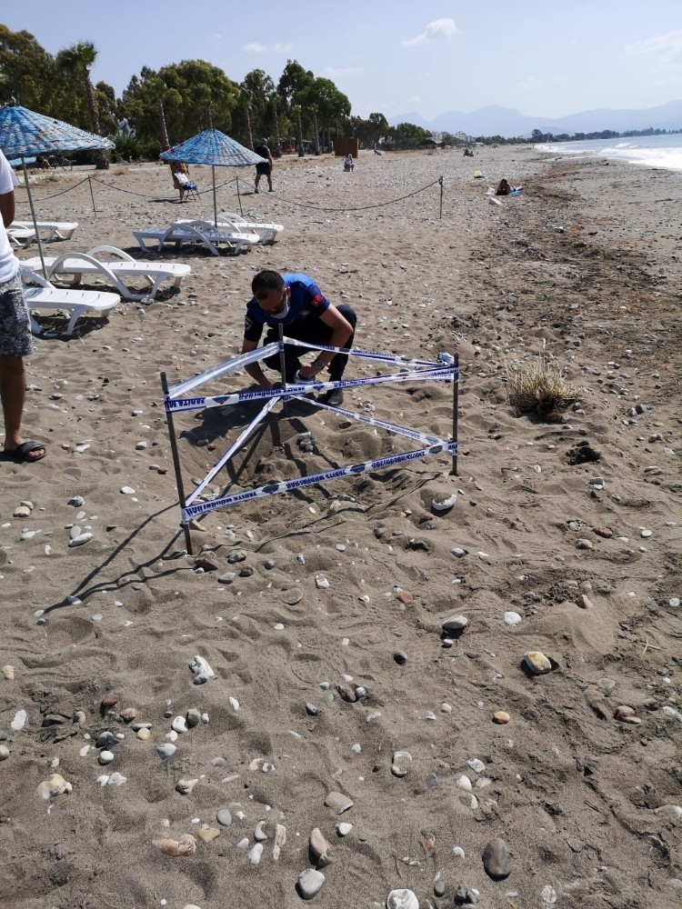 Deniz kaplumbağasının yumurtaları koruma altına alındı 