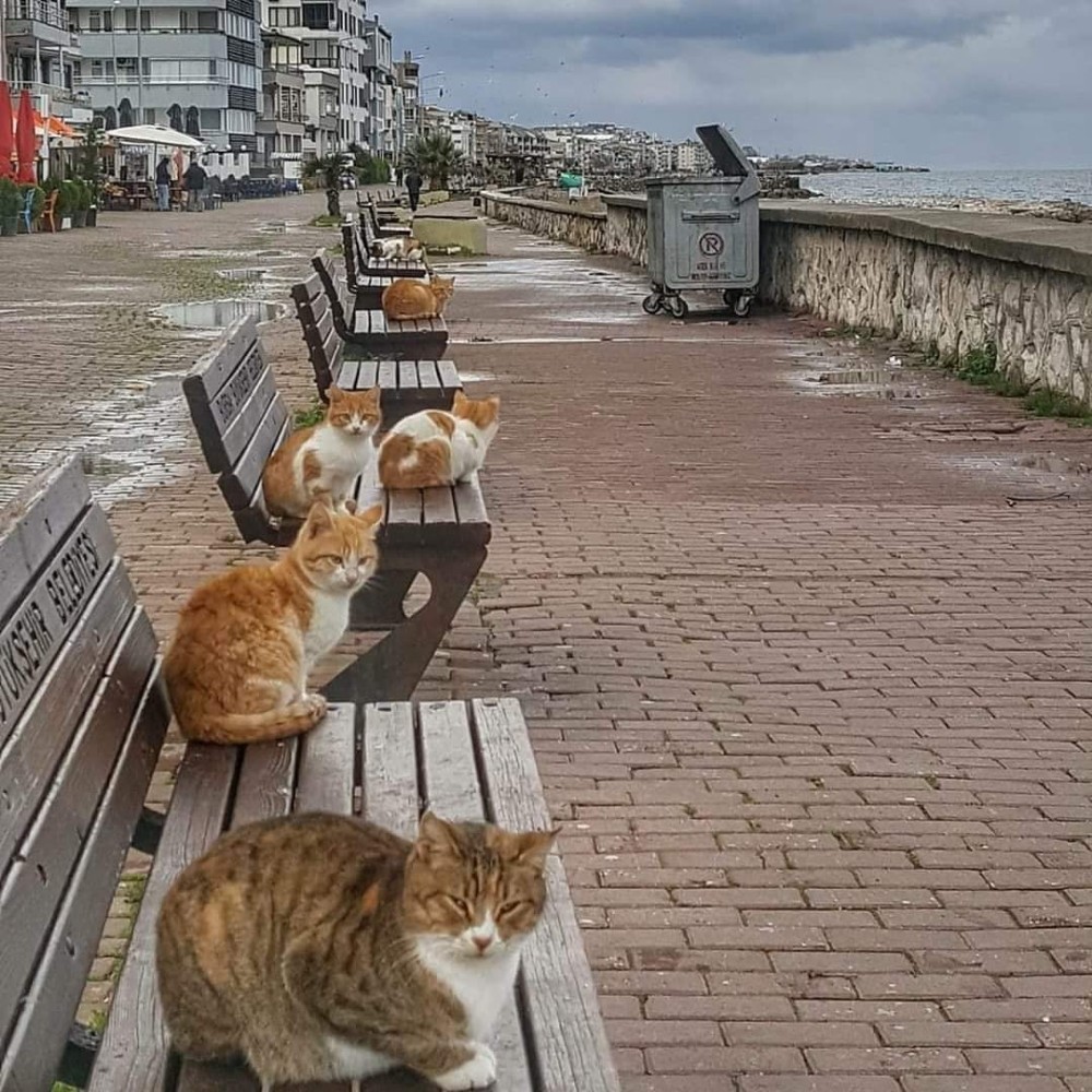 Deniz kıyıları kedilere kaldı 