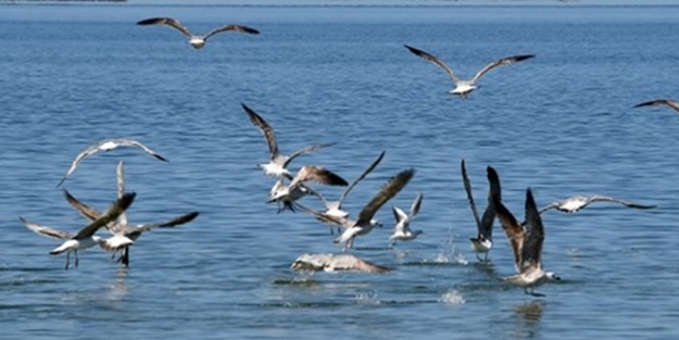 Deniz kuşları neden plastik ile besleniyor?