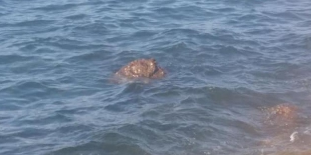 Deniz mayını güvenlik güçlerini alarma geçirdi!