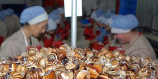 Ülkeye milyon dolarlar kazandırıyor!