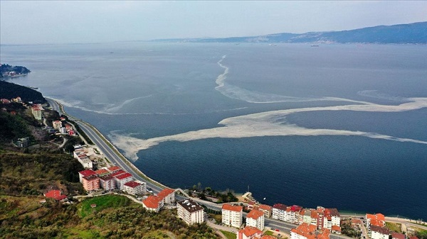 Deniz salyası nedir?