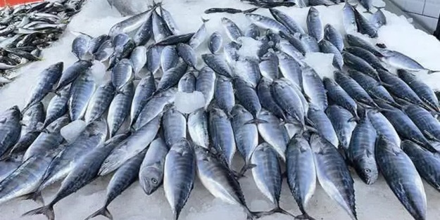Deniz suyu sıcaklığı balık avını olumsuz etkiledi