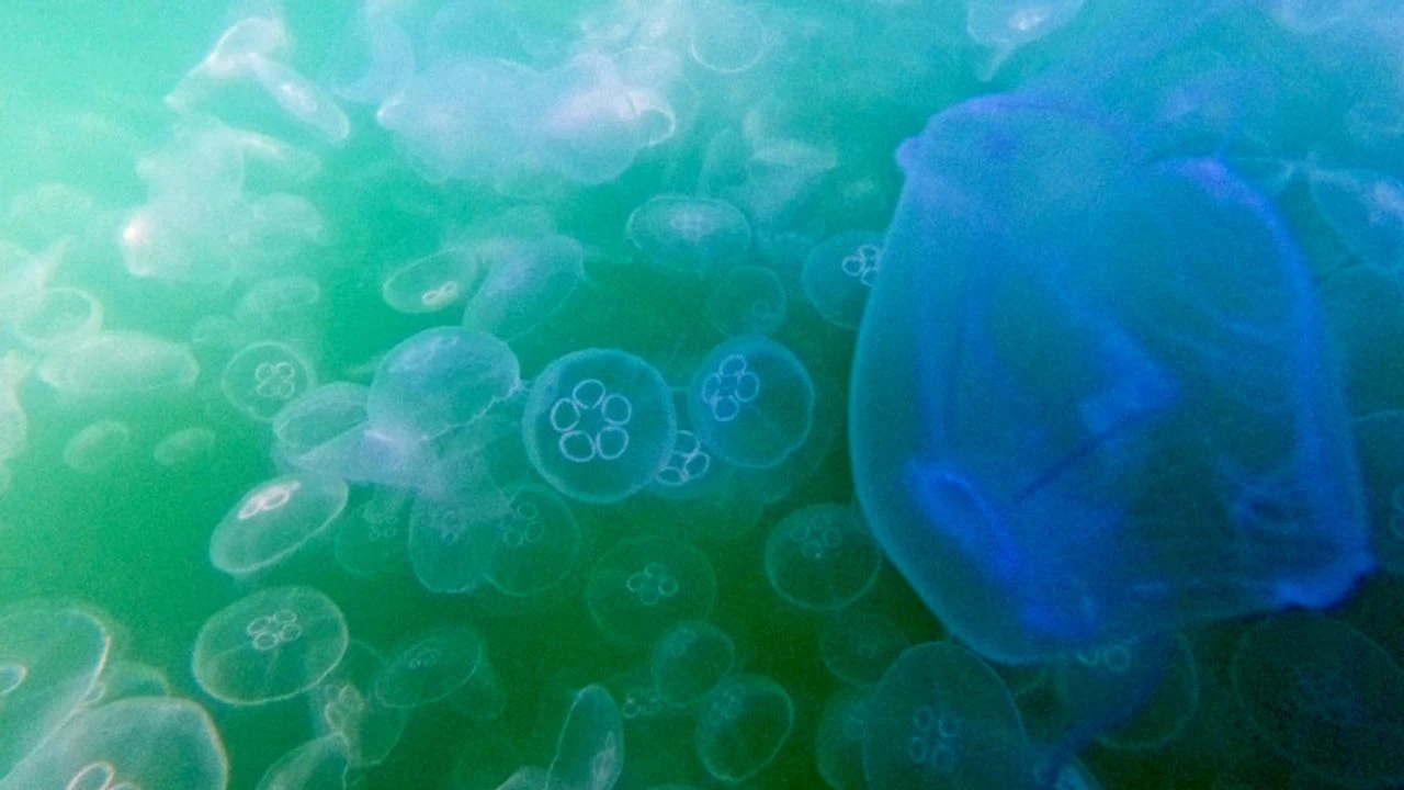 Denizanası sürüsü nükleer santrali durdurdu