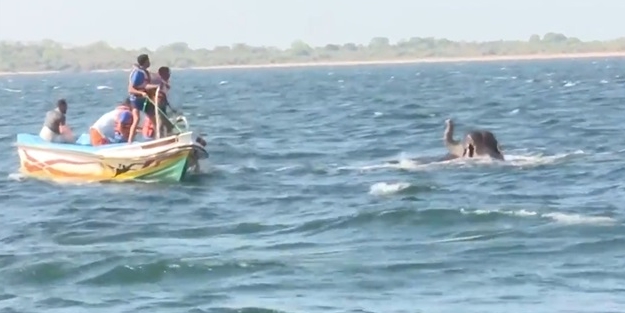 Denizde akıntıya kapılan filler böyle kurtarıldı