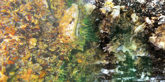 Denizde 'altın' gibi keşif! Büyük olay emareleri görüldü: 10 yıl içerisinde her yeri istila edebilir ve oldukça pahalı