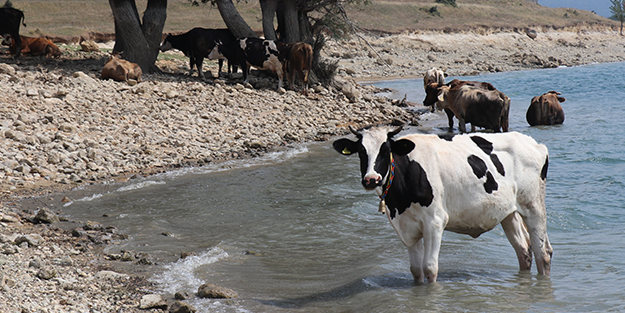 Denizde bu kez sıcaktan bunalan inekler serinledi