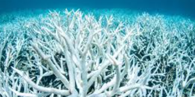 Denizde bulundu! Kur'an'da adı geçiyor... Bilim adamları araştırdı, kanseri anında bitirdiği ortaya çıktı