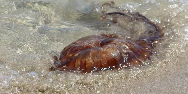 Denizde büyük tehlike! Uzmanlar Pusula denizanalarına karşı uyardı: Sakın dokunmayın