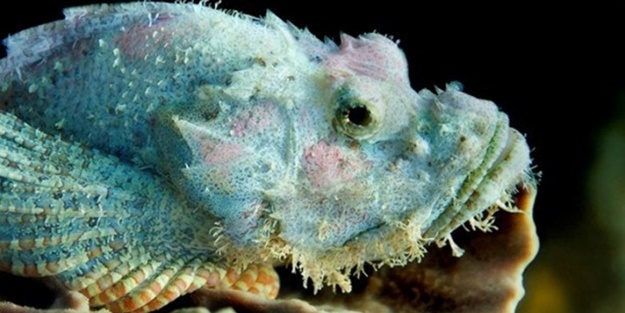 Denizde karşınıza çıkabilecek tehlikeli canlılar