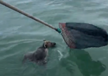 Denizde mahsur kalan yavru ayı bakın nasıl kurtarıldı!