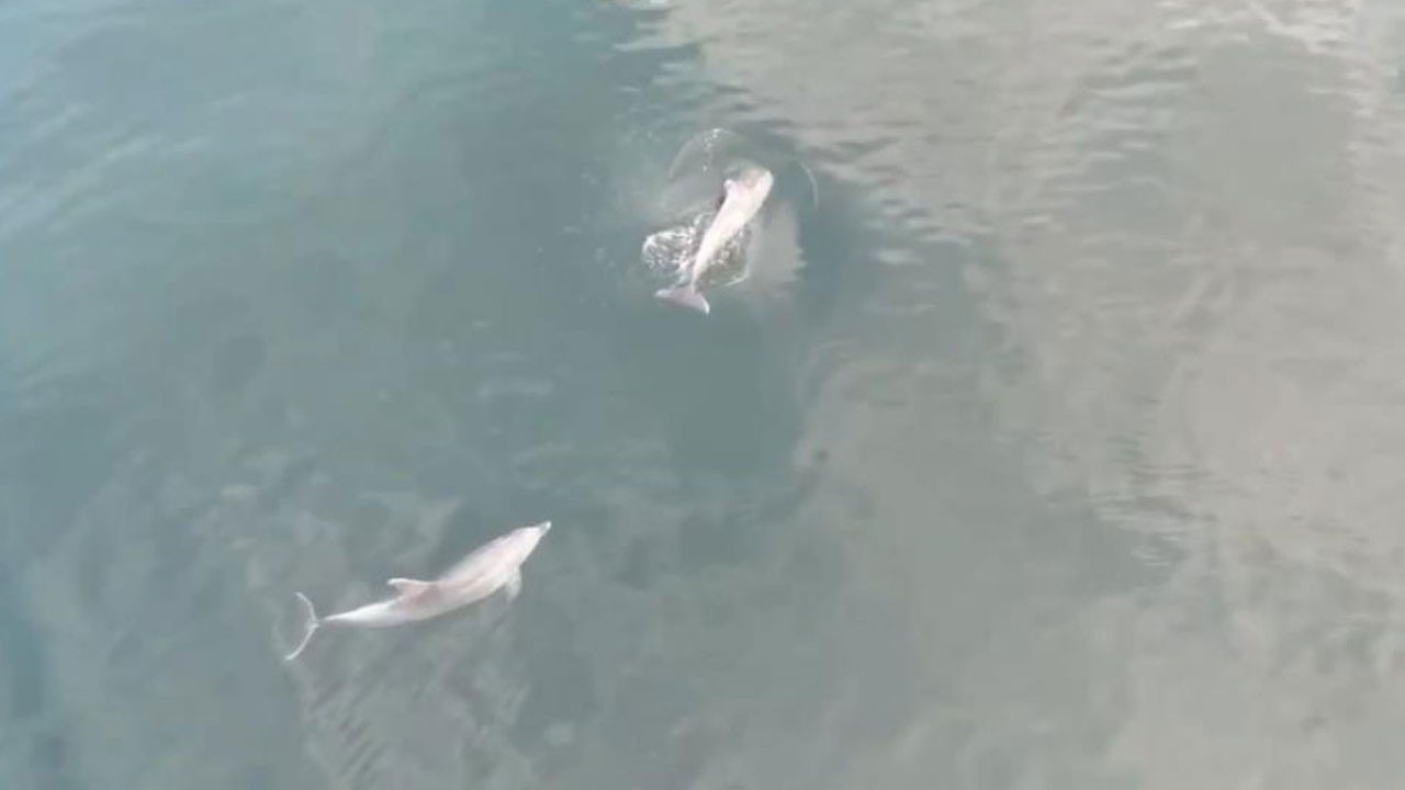 Denizdeki yunuslar havadan görüntülendi! O anlar kamerada