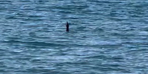 Denizden çıkan canlı herkesi dehşete düşürdü! Gören sağa sola kaçmaya başladı