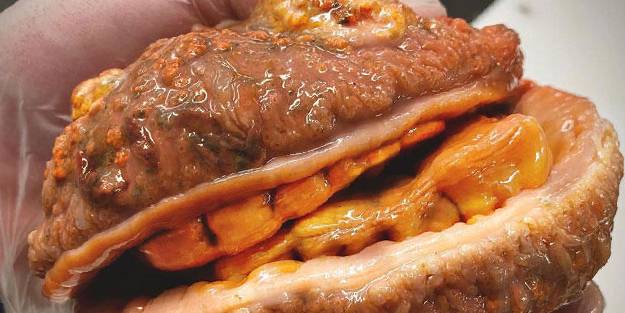 Denizden çıkan şok etti: Dişli çizburger