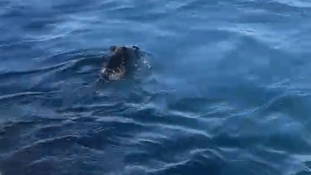 Denizden domuz çıktı! Beykoz'da balıkçılar şaşkın