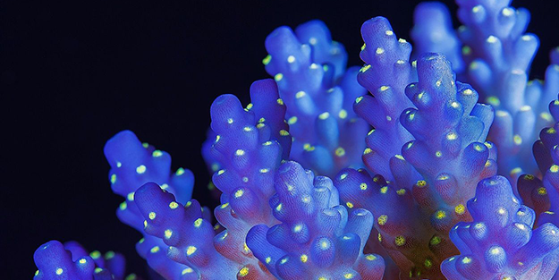 Denizden gizlice çıkarıp satıyorlar! Para kazanmak için yapıyorlar ama büyük ölümler yaşanabilir