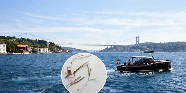 Denize girecekler dikkat! Katil yosun Marmara’da görüldü!