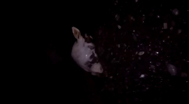 Denize girenler şok yaşadı, kesik başı sahile vurdu 