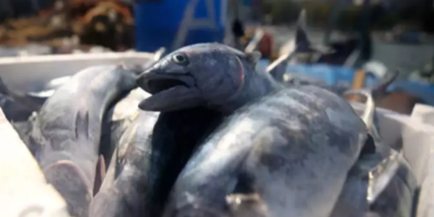 Denize kıyısı olmayan ilimizden balık fışkırıyor! Rusya ve Japonya o balıkların peşine düştü